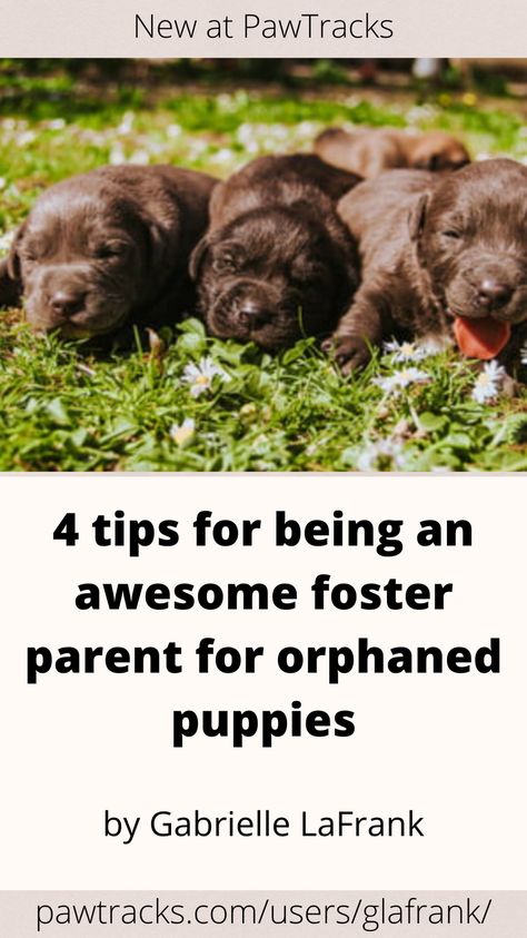 Foster families can give orphaned pups the best chance at growing up happy and healthy by learning about their needs and being prepared. Here’s what you need to know. 4 tips for being an awesome foster parent for orphaned puppies Foster Puppy Set Up, Fostering Puppies, Milk Replacement, Foster Puppies, Foster Dogs, Foster Baby, Foster Parent, Puppies Tips, Newborn Puppies