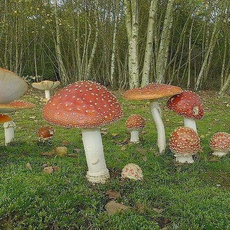 Cottagecore Forest, Cottagecore Mushroom, Forest Garden, Cottagecore Aesthetic, Fantasy Aesthetic, Types Of Houses, Beautiful Nature Scenes, Nature Scenes, Cottage Core