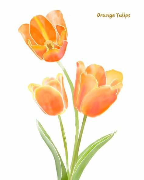 Tulips Images, Tulip Drawing, Watercolor Orange, Orange Icons:), Tulip Painting, Fleur Orange, Flower Bedroom, Tulips Art, Orange Tulips