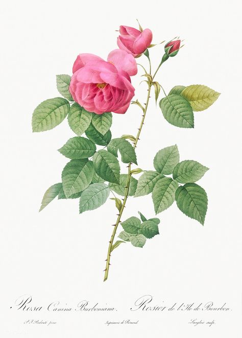 Bourbon Rose, Rosa canina burboniana from Les Roses (1817–1824) by Pierre-Joseph Redouté. Original from the Library of Congress. Digitally enhanced by rawpixel. | free image by rawpixel.com / Library of Congress (Source) Illustration Rose, Rose Wall Art, China Rose, Rose Illustration, Illustration Botanique, Damask Rose, Rose Wall, Rose Vintage, Rose Art