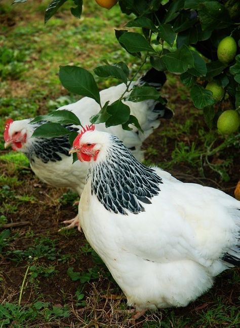 Pretty Chickens, Sussex Chicken, Heritage Chicken Breeds, Heritage Chickens, Pet Chicken, Beautiful Chickens, Brown Eggs, Under A Tree, Hen Chicken