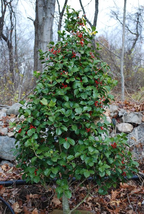 AMERICAN HOLLY American Holly, American Holly Hedge, Yaupon Holly Tree, Oakland Holly Tree, American Holly Tree, Eagleston Holly, Holly Bush, Evergreen Bush, Privacy Hedge