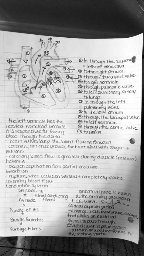 Nurse Study Notes Heart, Notes On The Heart, Heart Physiology Notes, Pre Nursing Student Studying, Flow Of Blood Through The Heart, Cardiac Nursing Notes, Heart Anatomy Studying, Perfusion Nursing, Blood Flow Through The Heart