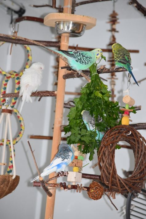 Welli Kletterbaum Parakeet Cage, Diy Bird Cage, Diy Bird Toys, Pet Bird Cage, Parrot Cage, Bird Cage Decor, Crazy Bird, Diy Birds, Animal Sanctuary