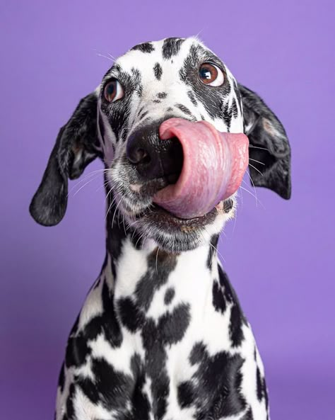 Funny Dog Portraits, Animal Photography Dogs, Dog Foto, Pets Photography, Dogs Photos, Dogs Photography, Funny Puppies, Dog Photoshoot, Dalmatian Dog