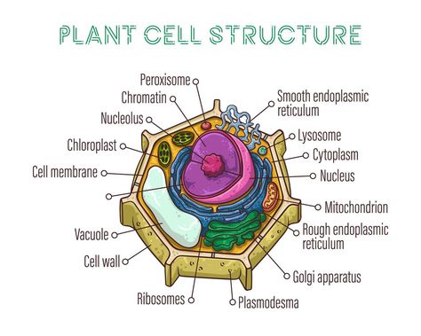 Human Cell Diagram, Animal Cell Anatomy, Animal Cell Drawing, Animal Cell Structure, Cell Biology Notes, Plant Cell Diagram, Plant Cell Structure, Cell Diagram, Biology Plants