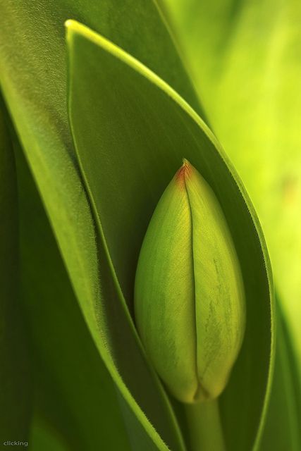 Blushing Spring by -clicking- on Flickr. Green Inspiration, Green Nature, Green Flower, Green Life, Spring Green, Green Aesthetic, Color Of Life, Macro Photography, Flowers Photography