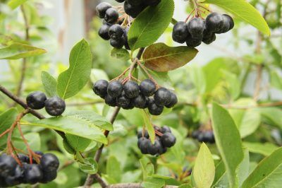 Aronia Berry Information - Tips On Growing Nero Aronia Berries In The Garden Aronia Melanocarpa, Quail Coop, Aronia Berries, Berry Plants, British Garden, Butterfly Pea Flower, Pea Flower, Food Forest, Evergreen Plants