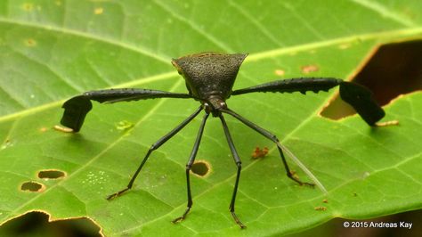 Leaf-footed Bug, Coreidae from Ecuador: www.flickr.com/andreaskay/albums Leaf Footed Bug, Insect Species, Insect Taxidermy, Cool Insects, Biology Art, Moth Caterpillar, Cool Bugs, Beetle Bug, Arthropods