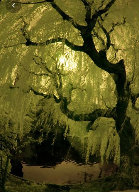 Weeping Willow Tree, Willow Trees, Weeping Willow, Arte Inspo, Willow Tree, Pine Trees, Nature Aesthetic, Pretty Places, Japanese Garden