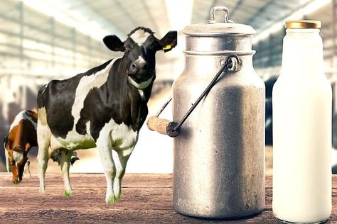 Looking for ways to increase milk in your cows naturally? Here are 10 simple steps that will help in increasing milk production if followed correctly. Uht Milk, Sweet Condensed Milk, Dairy Industry, Cow Milk, Micro Nutrients, Improve Metabolism, Growth And Development, Milk Production, Milk Cow