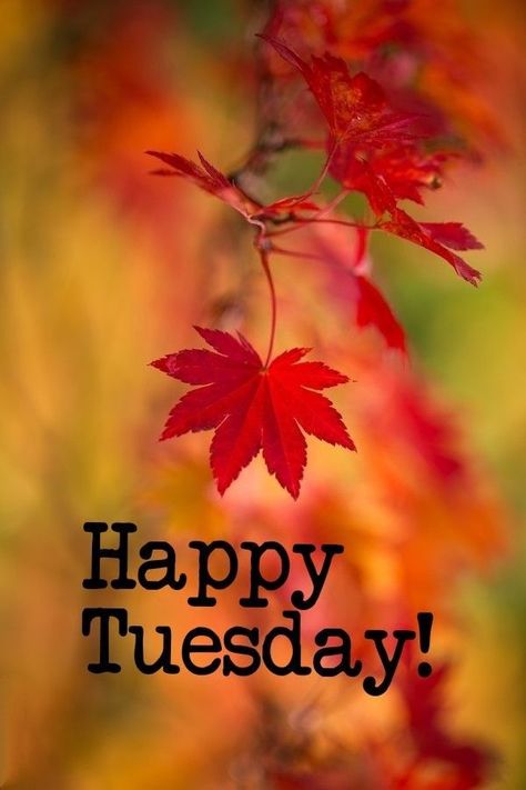 Happy Tuesday! Look for the beauty in the day! 🌞 Happy Fall Tuesday Morning, Fall Tuesday Morning Quotes, Happy Tuesday Fall Images, Happy Fall Tuesday, Happy Tuesday Fall, Good Tuesday Morning, Happy Tuesday Images, Happy Tuesday Morning, Tuesday Quotes Good Morning