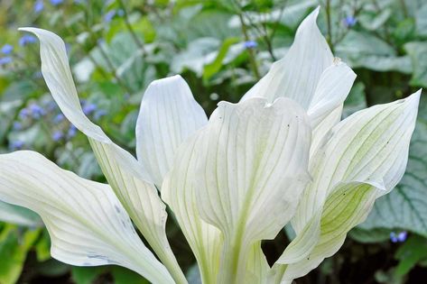 White Feather Hosta, Summer Flowering Bulbs, Hosta Gardens, Hosta Plants, Garden Privacy, Diy Backyard Landscaping, White Feather, Starter Plants, White Gardens