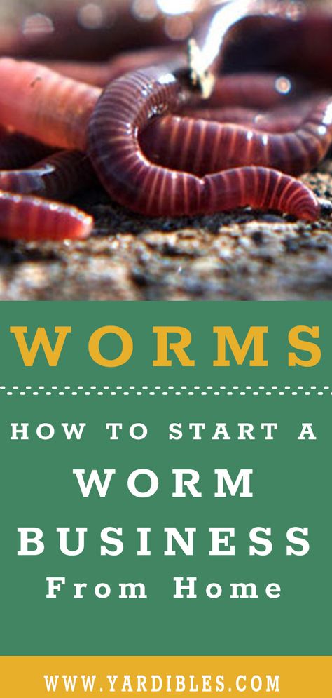 Worm Farming For Profit, Earthworm Farming, Worm Business, Growing Worms, Worm Garden, Vermicomposting Worm Farm, Worm Farm Diy, Worm Bins, Worm Tea