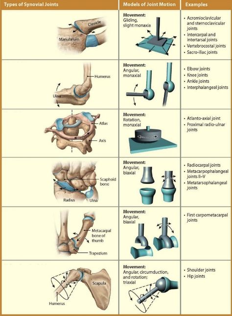 Діаграма: Types of Synovial Joints | Quizlet Types Of Joints Human Body, Synovial Joints, Types Of Joints, Doctor Stuff, Joints Anatomy, Type Anatomy, Basic Anatomy, Start Studying, Learn Vocabulary