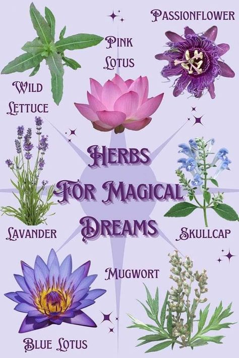 Smokable Herbs For Lucid Dreaming, Herbs For Lucid Dreaming, Herbs For Dreaming, Herbs For Dreams, Dream Witchcraft, Lucid Dream Tea, Lucid Dream Herbs, Dream Magick, Dream Witch