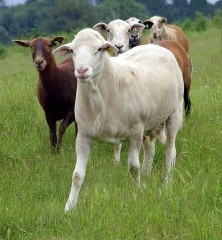 KRK Katahdin Hair Sheep Kankrej Cow, Sheep Herding Aesthetic, Irish Sheep Farm, Katahdin Sheep, Ireland Sheep Farm, Country Quotes, Ffa, Future House, Sheep