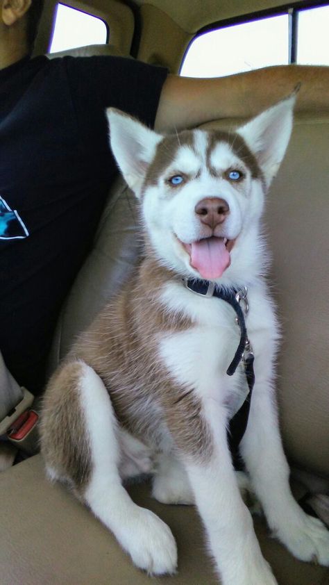 Red Siberian Husky, Caine Husky, White Siberian Husky, Alaskan Husky, Cute Husky, Husky Lover, Siberian Husky Dog, Siberian Husky Puppies, Siberian Huskies