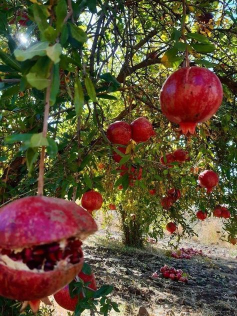 Baby Easter Pictures, Village Vibes, Winter Fruit, Happy Birthday Wallpaper, Birthday Wallpaper, Easter Pictures, Arabian Beauty, Girly Wall Art, Tropical Fruit