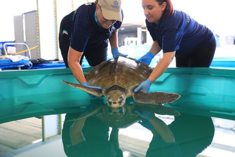 Rescue, Rehab, Release - Clearwater Marine Aquarium Marine Biologist Aesthetic Lab, Working At An Aquarium, Biology Astethic, Marine Biology Lab Work, Marine Biologist Career Dream Job, Marine Rescue, Marine Biology Jobs, Marine Rehabilitation, Marine Mammal Rescue