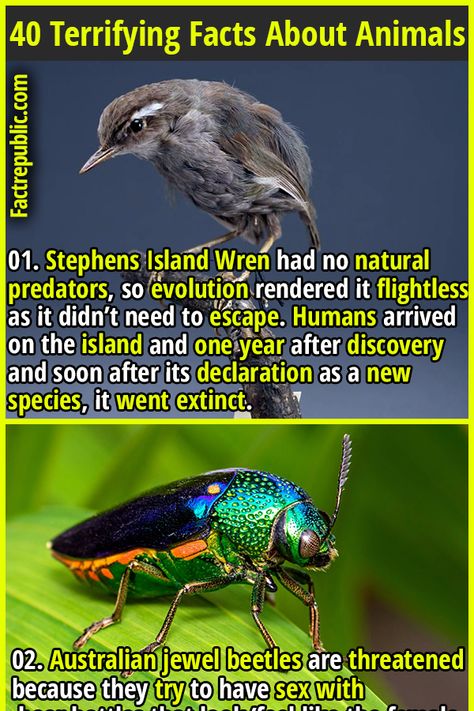 Random Useless Facts, Terrifying Facts, Weird Animal Facts, Nature Facts, Most Dangerous Animals, Epic Facts, Facts About Animals, Bizarre Animals, Science Knowledge