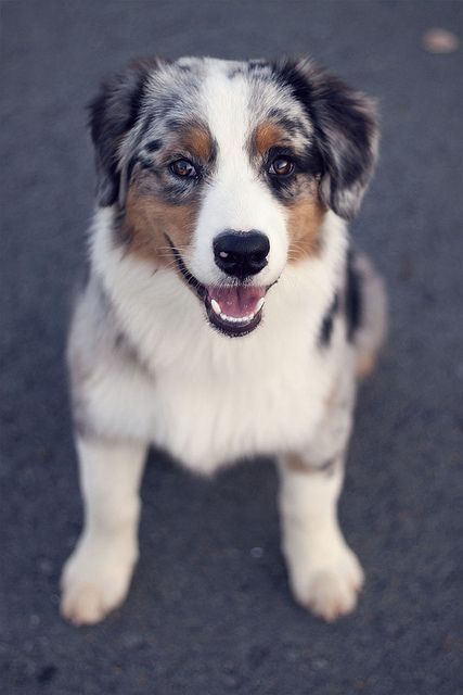 Coco must share her world with that uncouth creature her human friends call "Cleo." I am to understand that she is a "Australian Sheep Dog" mix. Aussie Shepherd, Aussie Puppies, Sheep Dog, Australian Shepherd Puppies, Aussie Dogs, Dog Mixes, Australian Shepherd Dogs, Puppies And Kitties, Australian Shepherds