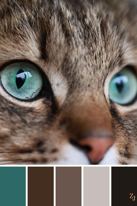 ZJ Colour Palette 587 #colourpalette #colourinspiration Sand Dune Color Palette, Brown And Grey Palette, Animal Color Palette, Cat Color Palette, Pallets Color, Blue Eyed Cat, Ideas For Cats, Painting Colour, Cats Painting