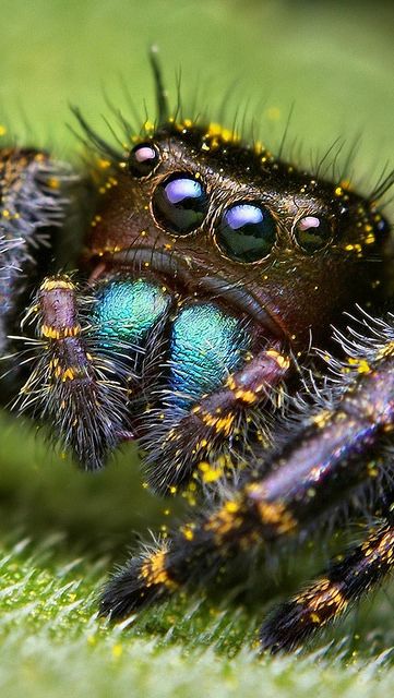 spiderman_scary_eyes_large_9556_640x1136 | Flickr - Photo Sharing! Macro Fotografie, Arachnids Spiders, Regard Animal, Scary Eyes, Cool Bugs, Jumping Spider, Beautiful Bugs, Creepy Crawlies, Arthropods