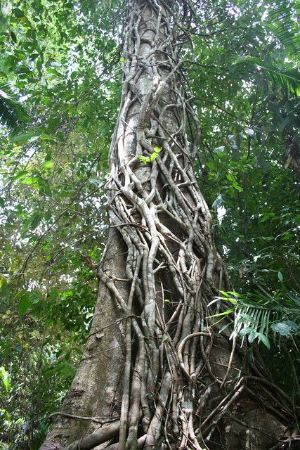 giant twisting vines | Everything in the jungle is oversized… | Flickr Mayan Tattoos, Jungle Tree, Jungle Life, Twisted Tree, Giant Tree, Plant Drawing, In The Jungle, Fantasy Art Landscapes, Picture Design