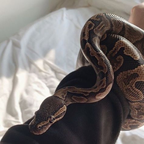 Snake Asethic, Herpetology Aesthetic, Pet Snake Aesthetic, Ball Python Aesthetic, Aesthetic Snakes, Python Aesthetic, Snakes Aesthetic, Snake Pets, Isabella Valencia