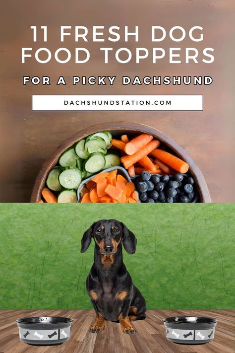 Having trouble getting your picky dachshund to eat?  I've rounded up a few mouthwatering natural dog food toppers that will win your dachshund over at mealtime. These dog food toppers are sure to transform their plain kibble into a delightful feast. Kibble Toppers, Dog Food Toppers, Cat Diet, Best Probiotic, Natural Dog Food, Cooked Carrots, Food Topper, Healthy Dog Food Recipes, Mini Dachshund