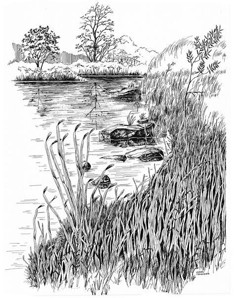 Pen and ink drawing of reeds near water's edge. Garry Menendez Water Ink Illustration, Pen Water Drawing, River Ink Drawing, Water Pen Drawing, Grass Pen Drawing, Nature Pen Drawing, Water Pen Art, Reeds Drawing, Ink Landscape Drawing