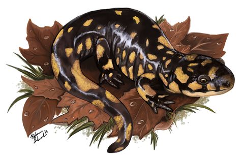 Salamander Painting, Salamander Terrarium, Tiger Salamander, Painting Tiger, Illustration Photo, Scientific Illustration, Animals Artwork, Monster Design, Life Science