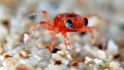 Australia’s Christmas Island crab migration (Credit: Justin Gilligan) Christmas Island Crabs, Baby Beaver, Red Crab, Crab And Lobster, Christmas Island, Baby Red, Adventure Holiday, Hermit Crab, Arthropods