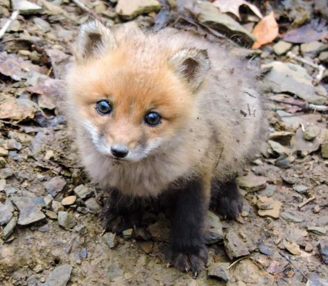 Pennsylvania baby red fox💕 Baby Red Fox, Baby Red, Baby Fox, Cute Fox, Red Fox, Adorable Animals, Rock Art, Animals And Pets, Pennsylvania