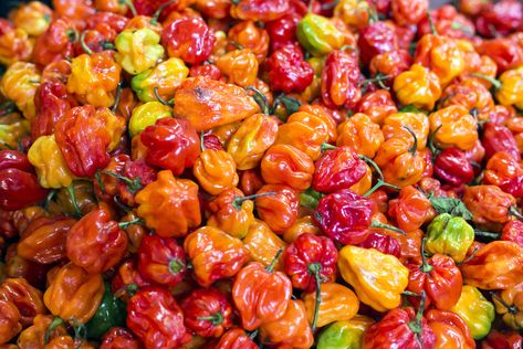 How to Store Habanero Peppers: 4 Ways to Store Habaneros Foods For Cramps, Chile Habanero, Chile Jalapeño, Chile Poblano, Habanero Hot Sauce, Chile Guajillo, Habanero Peppers, Hot Peppers, Green Coffee Bean