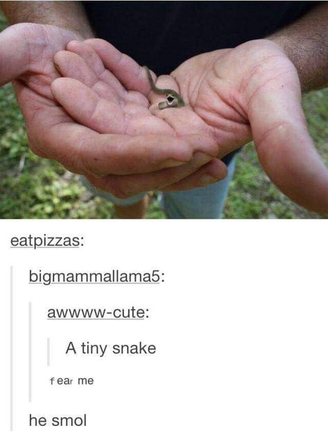 Cute Reptiles, Cute Snake, Cute Creatures, Funny Animal Pictures, Cute Little Animals, 귀여운 동물, Animal Memes, Cute Funny Animals, Cuteness Overload