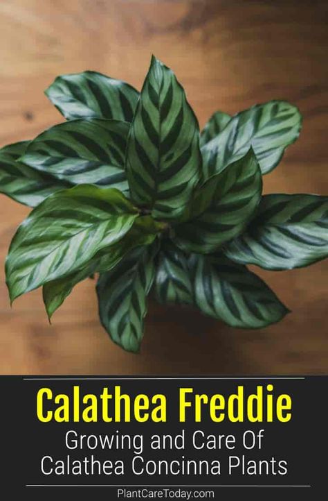 Calathea “Freddie known as Calathea concinna comes from Brazil. The leaves are light green and elongated with a glossy shine. The zebra stripe pattern on the leaf makes Freddie an attractive plant for the home. Calathea Concinna, Calathea Freddie, Prayer Plant Care, Houseplant Tips, Houseplant Collection, Plant Jungle, Plant Inspiration, Plants Care, Rainforest Plants