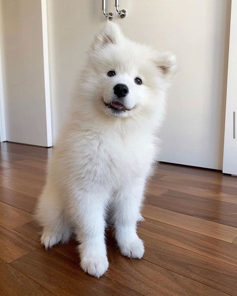 Samoyed Page on Instagram: “Rate the cuteness 1-10 😍 ⠀⠀⠀⠀⠀⠀⠀⠀⠀⠀⠀⠀  By @kyrabearlife • Follow us if you love fluffy dogs @samoyedpage 🐻 ⠀⠀⠀⠀⠀⠀⠀⠀⠀⠀⠀⠀ #SamoyedPage…” Alaskan Malamute Puppy, Samoyed Puppies, Malamute Puppy, Cute Dog Wallpaper, Samoyed Puppy, Samoyed Dogs, Really Cute Dogs, Fluffy Dogs, Pitbull Puppies