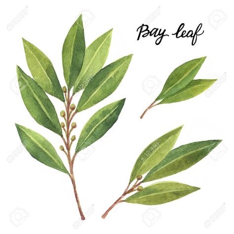 Bay Leaves Tattoo, Leaf Vector Illustration, Leaves Tattoo, Leaf Vector, Watercolor Card, Bay Leaf, Leaves Vector, Bay Leaves, Watercolor Cards