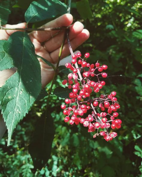 Red Elderberry, Witch In The Forest, Elder Berry, Elder Tree, Black Elderberry, Leaf Photography, A Witch, Red Berries, In The Forest