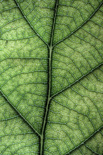 Leaf Texture Pattern, Leaf Composition, Textures In Nature, Leaf Pictures, Nature Materials, Leaves Texture, Texture Nature, Nature Texture, Leaf Structure