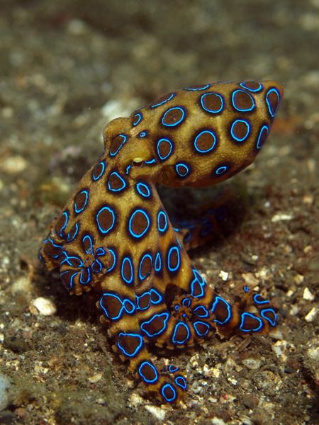 Blue Ringed Octopus Photography, Blue Ringed Octopus Wallpaper, Blue Ring Octopus, Octopus Photography, Aesthetic Wallpaper Art, Octopus Facts, Nature Aesthetic Wallpaper, Blue Ringed Octopus, Octopus Pictures