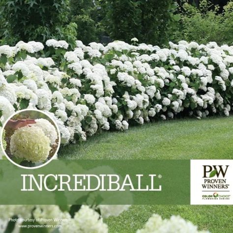 Incrediball® Smooth Hydrangea | Hydrangea arborescens – Almanac Planting Co Hydrangea Incrediball, Incrediball Hydrangea, Huge Flowers, Annabelle Hydrangea, Hydrangea Landscaping, Smooth Hydrangea, Hydrangea Arborescens, Color Transition, Hardiness Zones