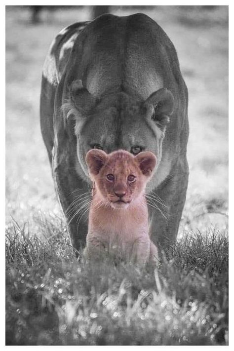 Lion And Her Cubs Tattoo Mothers, Lion Motivation, Image Zen, Lioness And Cubs, Cubs Tattoo, Lion Couple, Yellow Photography, Regnul Animal, Ear Tattoo Ideas