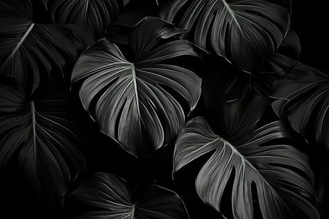 Black and white picture of large leaves backgrounds monochrome freshness. AI generated Image by rawpixel. | free image by rawpixel.com / Boom Monochrome Wallpaper Desktop, Desktop Wallpaper Black And White, Retro Desktop Wallpaper, Black And White Desktop Wallpaper, Dark Desktop Wallpaper, Desktop Wallpaper Black, Black And White Retro, Wallpaper Black And White, Wallpaper For Desktop