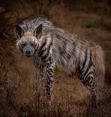 Hyenas Aesthetic, Striped Hyena Art, Hyena Side Profile, Hyena Aesthetics, Hyena Animal, Striped Hyena, Maned Wolf, Hybrid Art, African Wild Dog