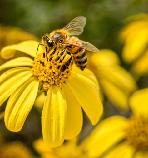 Bees Pollinating Flowers, 2023 Illustration, Pollinating Flowers, Vibe Board, Viewing Platform, Cute Home Screen Wallpaper, Cute Home Screens, Home Screen Wallpaper, Yellow Wildflowers