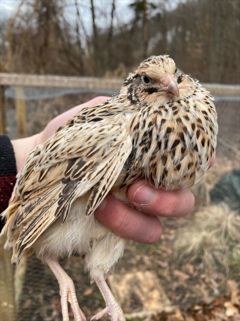 Italian coturnix quail Pet Quail, Coturnix Quail Colors, Coturnix Quail, Quails, Button Quail, Quail Coop, Birth Colors, Raising Quail, Livestock Farming