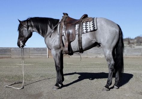 Quarter Horse Blue Roan, Blue Roan Horses, Blue Roan Quarter Horse, Blue Roan Horse, Roan Horse, Ranch Horses, Ranch Riding, Ranch Horse, Ranches For Sale